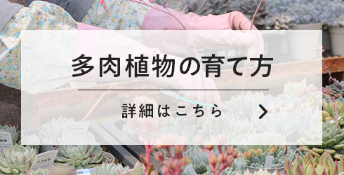 多肉植物の育て方