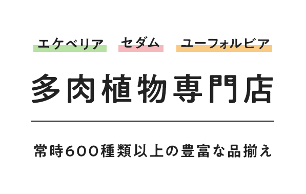 エケベリア セダム ユーフォルビア 多肉植物専門店 常時600種類以上の豊富な品ぞろえ