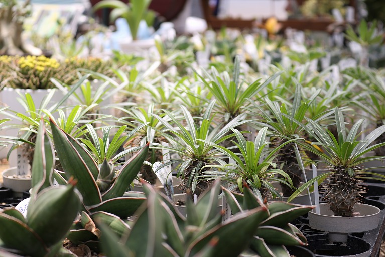 夏型の多肉植物の育て方