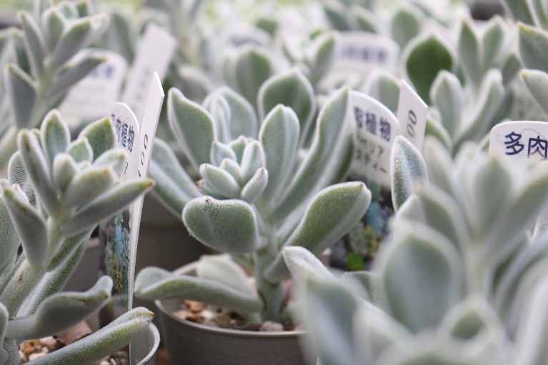 冬型の多肉植物の育て方