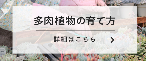 多肉植物の育て方