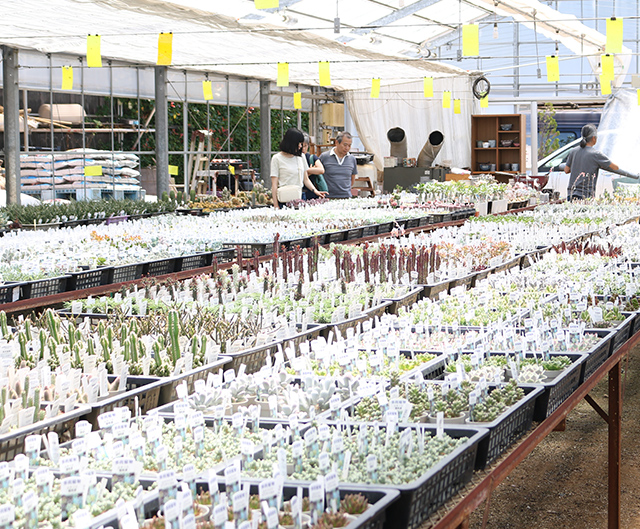 多肉植物専門店 タナベフラワー