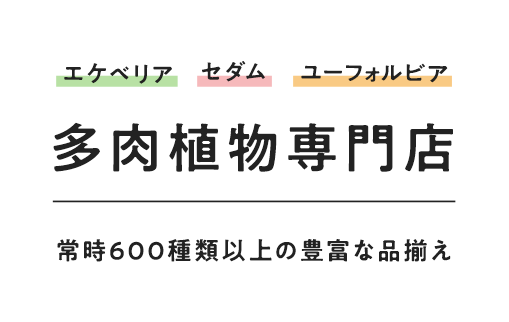 エケベリア セダム ユーフォルビア 多肉植物専門店 常時600種類以上の豊富な品ぞろえ