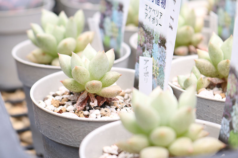 多肉植物の種類 タナベフラワー 科ごとに特徴をご紹介