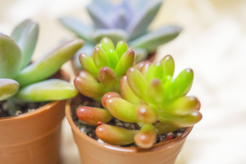 多肉植物の種類 タナベフラワー 科ごとに特徴をご紹介